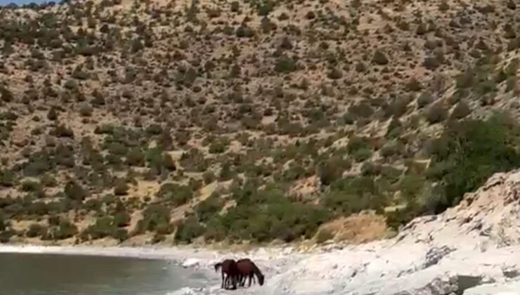 Van Gevaş’ta yılkı atları Van Gölü kıyısındaki tepelerde görüntülendi