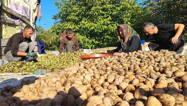 Yozgat’ta ceviz hasadı başladı, üreticiler verimden memnun ama fiyattan değil