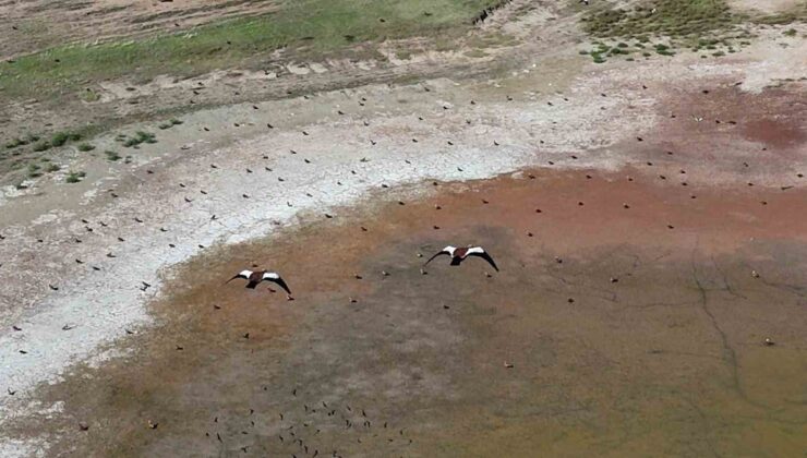Yozgat’ta köylülerin koruduğu yüzlerce angut kuşu dronla görüntülendi