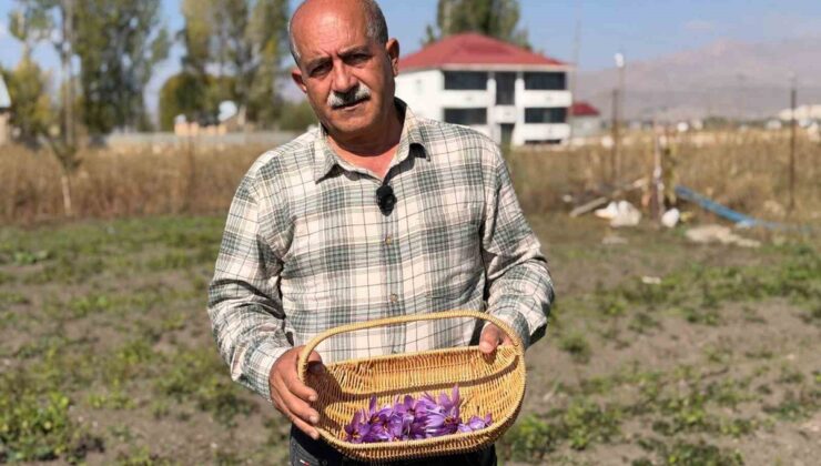 Yüksekova’da esnaflığı bırakıp safran üretimine başladı! Kilosu 900 bin ile 1 milyon lira arasında