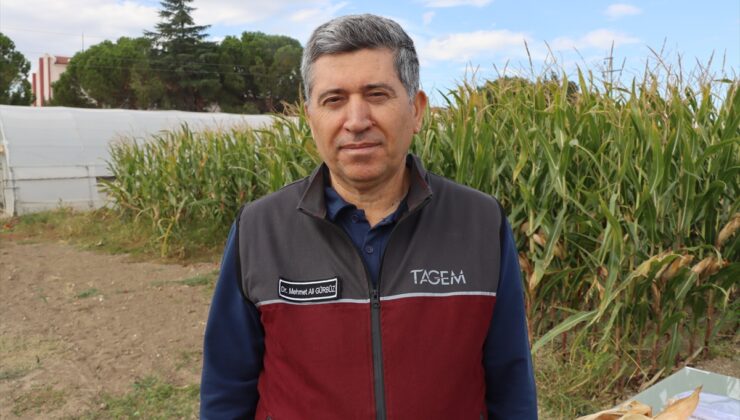 Zeytin pirinasından gübre Kırklareli ve Edirne’de buğday ve mısırda test ediliyor