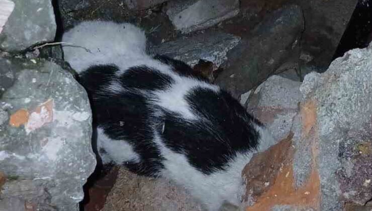 Zonguldak’ta 6 gün sonra enkazdan çıkarılan yaralı kedi barınağa teslim edildi