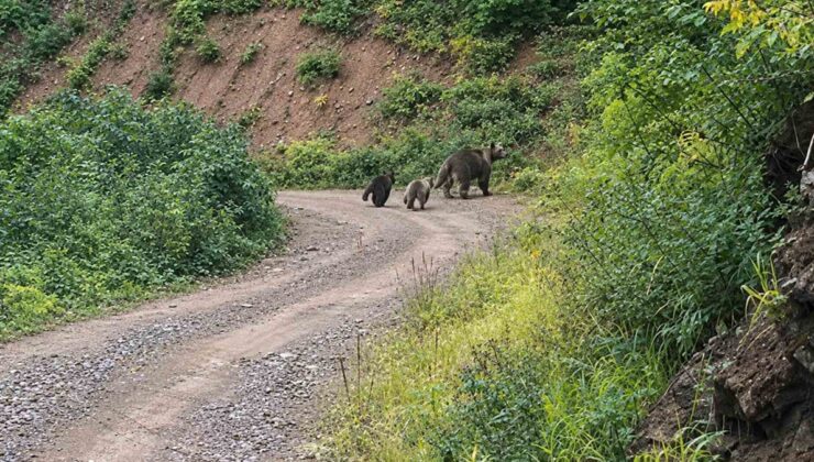 Kastamonu Pınarbaşı’nda iki yavrusuyla bozayı kameralara yansıdı